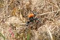 Eresus_sandaliatus_D3027_Z_86_NP De Hoge Veluwe_Nederland